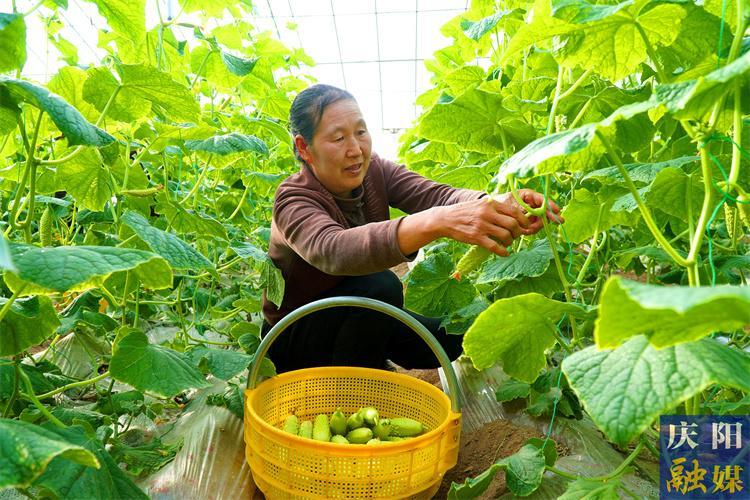 【新春走基層】溫室大棚寒冬暖  藤蔓結出“金疙瘩”