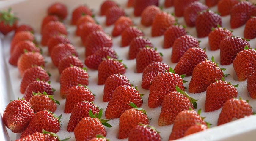 甘肅慶陽西峰區(qū)以豐產增收守護群眾幸福滋味