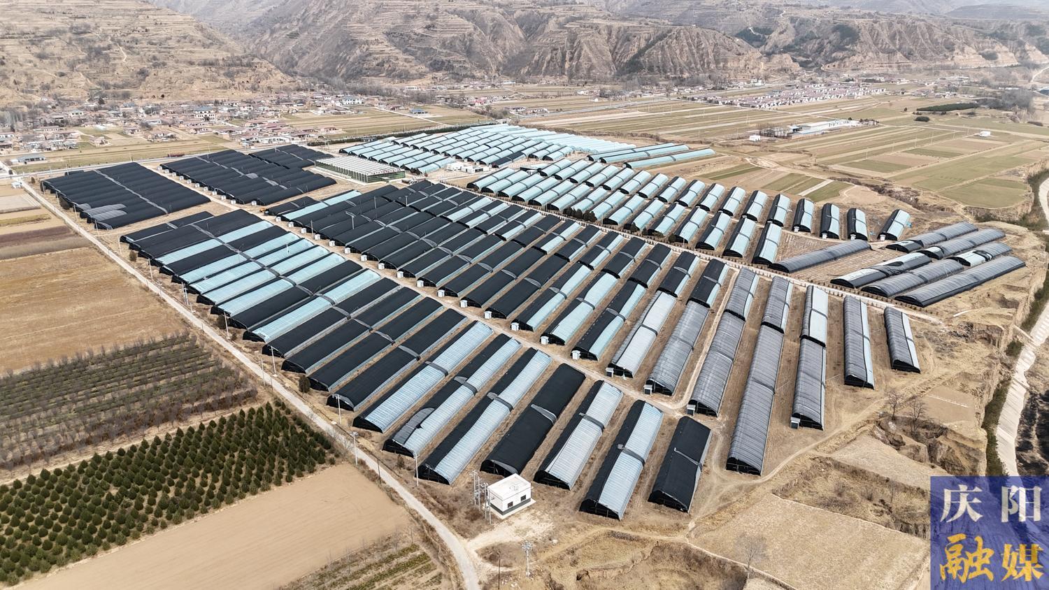 【攝影報(bào)道】鎮(zhèn)原開邊：人參果豐產(chǎn) 產(chǎn)銷兩旺迎新春