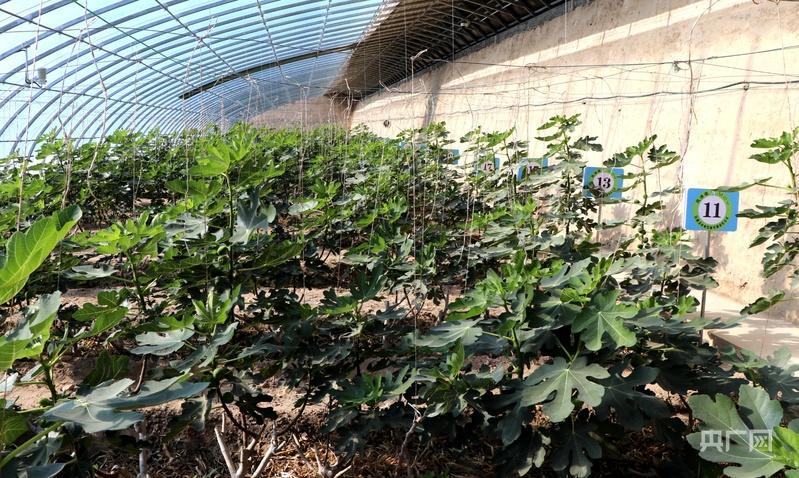 甘肅民勤：“南果北種”無花果 “甜蜜經(jīng)濟(jì)”飽口福