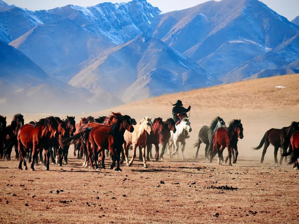 新華走筆|龍馬精神|張新新：“脫下戎裝”的戰(zhàn)馬