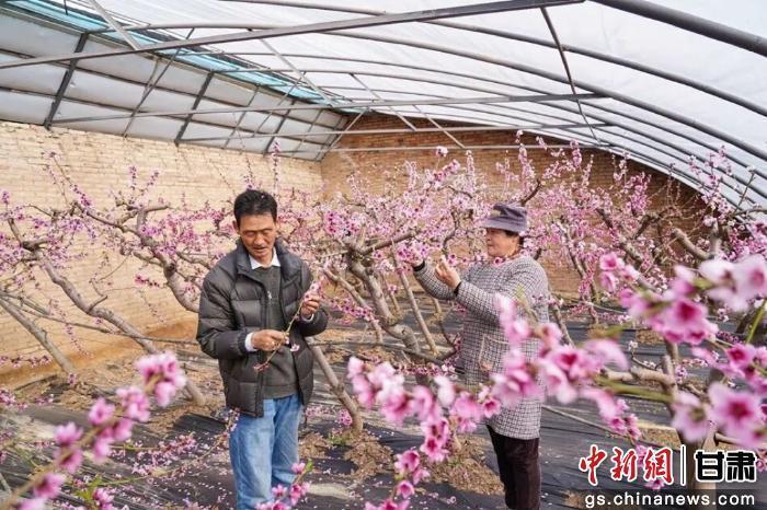 甘肅秦安：桃花綻放春意濃 鄉(xiāng)村振興添“甜蜜引擎”
