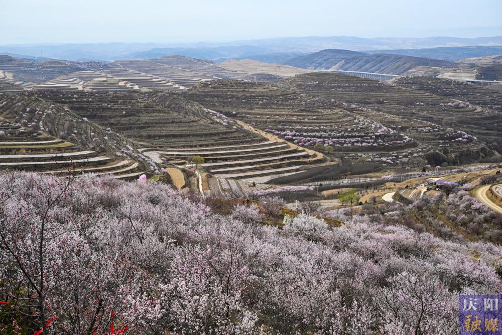 【攝影報道】第二十二屆寧夏六盤山山花節(jié)暨農(nóng)文旅商體促消費活動啟幕