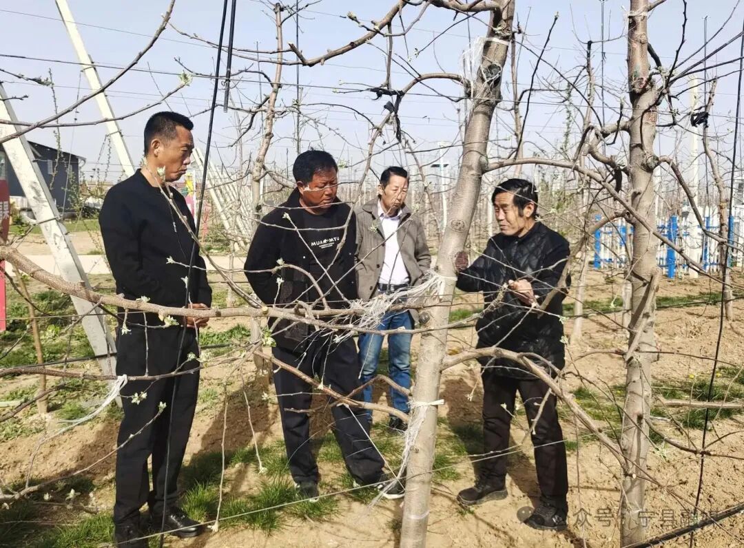 寧縣舉辦2026年春季蘋果花期霜凍預(yù)防座談會