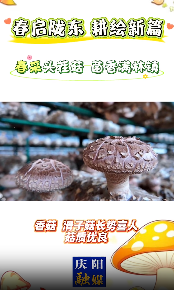 菌香啟新！華池縣林鎮(zhèn)鄉(xiāng)食用菌產(chǎn)業(yè)園首采豐收