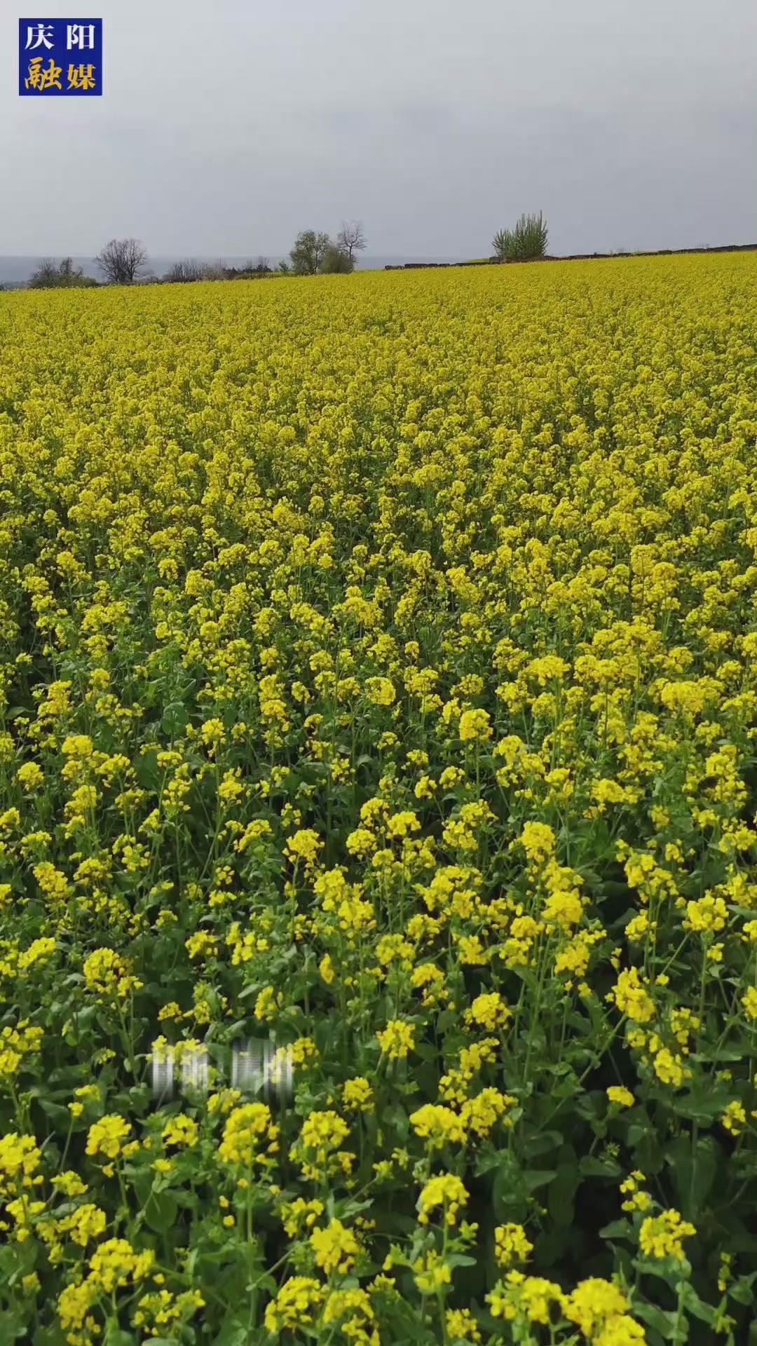 不負(fù)時光 遇見油菜花海